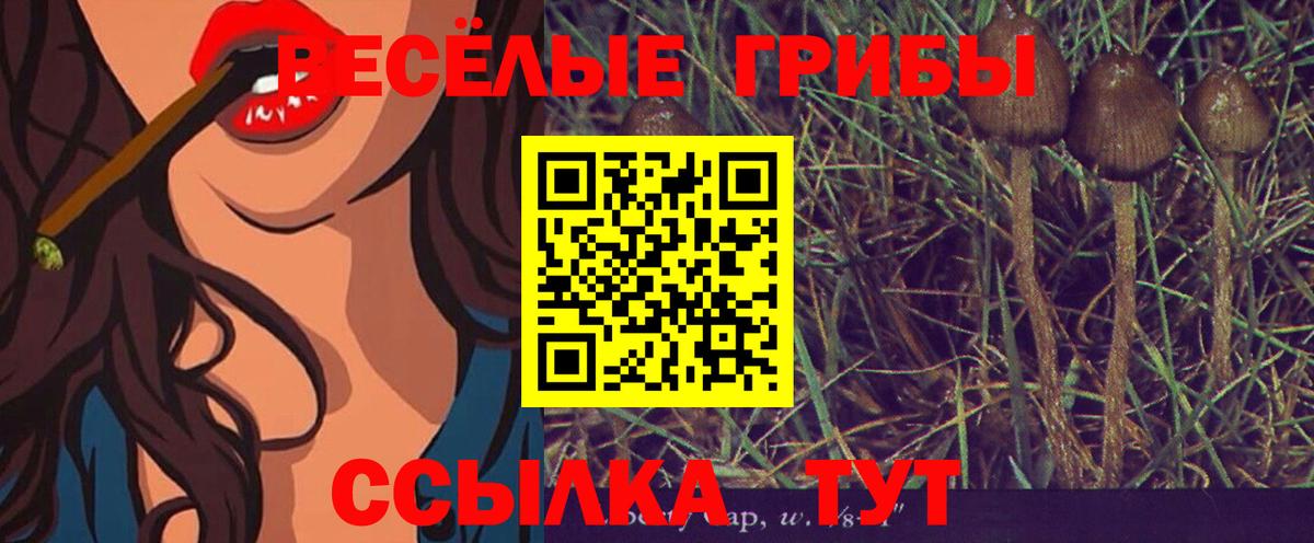 Псилоцибиновые грибы Psilocybine cubensis  Псилоцибиновые грибы Magic Shrooms  Новоалександровск  закладка  Вход с VPN 